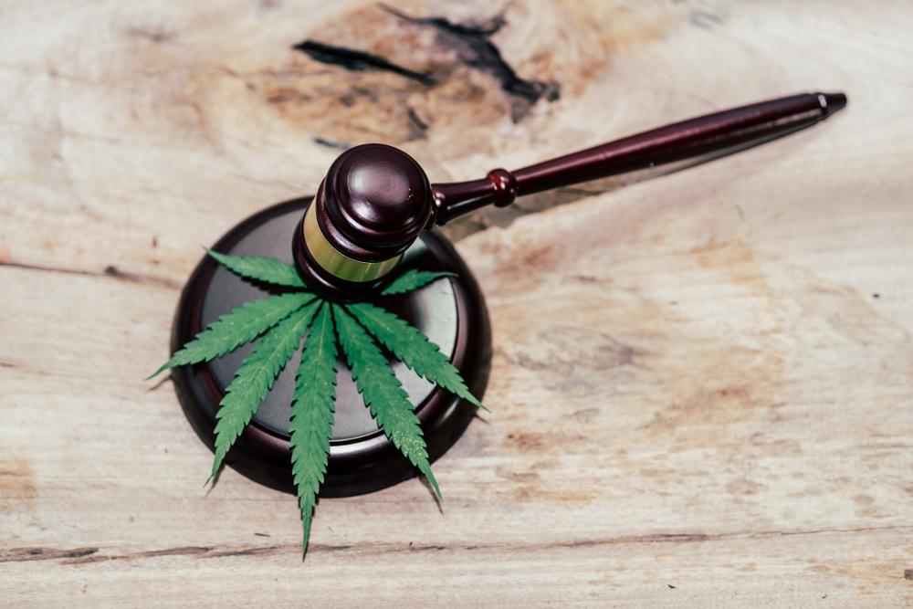 marijuana leaf under a gavel
