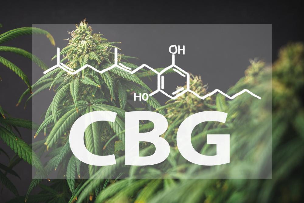 Branches of Medical Marijuana with flower bud sites isolated on black with the CBG Cannabigerol letters and chemical structure