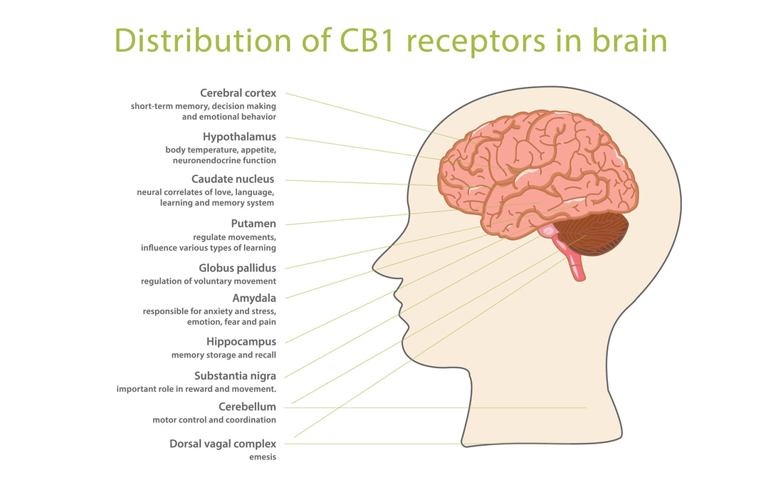 Where do endocannabinoid receptors reside within the human brain?